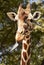 Giraffe with Tongue Sticking Out