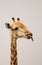 Giraffe - Tongue Twists 2