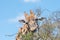 Giraffe with tongue visible