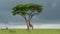 Giraffe and tree in natural landscape