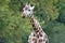 Giraffe, trees in background