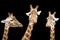 Giraffe trio