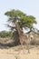 Giraffe trotting through Acacia savannah, Kgalagadi Transfrontier Park,  Kalahri, Northern Cape, South Africa