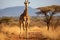 Giraffe in Tsavo East National Park, Kenya, Africa, giraffe walking in the savannah, AI Generated