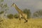 Giraffe in Tsavo National park Kenya Africa