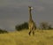 Giraffe in Tsavo National park Kenya Africa