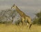 Giraffe in Tsavo National park Kenya Africa