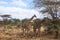 Giraffe in Tsavo West National Park, Kenya