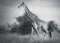 Giraffe in Tsavo West National Park Kenya East Africa. Black And White