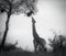 Giraffe in Tsavo West National Park Kenya East Africa.Eating. Black And White