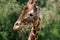 Giraffe twisted his neck and looked at us.