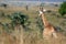 Giraffe, Uganda, Africa