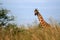 Giraffe, Uganda, Africa