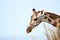 Giraffe, Uganda, Africa