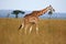 Giraffe, Uganda, Africa