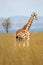 Giraffe, Uganda, Africa