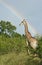 Giraffe under an African rainbow