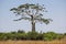 Giraffe under the shadow of a baobab at Kissama National Park