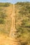Giraffe Valley Dirt Road Landscape