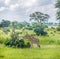 Giraffe in vast green savanna chews bushes