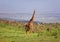 Giraffe in the vast Ngorongoro Reserve