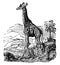 Giraffe, vintage engraving