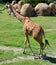 Giraffe walking