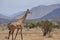 Giraffe walking Africa