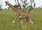 Giraffe walking through african savannah