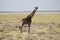 Giraffe walking alone