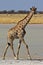 Giraffe walking along Etosha pan, Namibia
