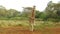 Giraffe walking along savanna at Africa