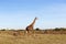 Giraffe walking along savannah at africa