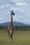 Giraffe walking away towards blue cloudy sky