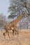 Giraffe walking in the bush