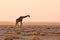 Giraffe walking in the bush on the desert pan at sunset. Wildlife Safari in the Etosha National Park, the main travel destination