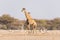 Giraffe walking in the bush on the desert pan. Wildlife Safari in the Etosha National Park, the main travel destination in Namibia