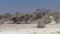 Giraffe Walking through Bush in Etosha NP