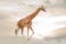 Giraffe walking in desert alone