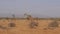 Giraffe Walking On A Desolate And Dry African Savannah, Samburu Reserve