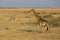 Giraffe walking in a dry Grassland at Masai Mara, Kenya,