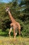 Giraffe Walking in the Forest