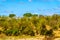 Giraffe walking through the forest at the Olifant River in Kruger National Park