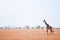 Giraffe walking in grass field of Serengeti Savanna - African Tanzania Safari trip