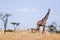 Giraffe walking in grass field of Serengeti Savanna - African Tanzania Safari trip