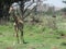 Giraffe walking on grass with two American Bison wild animals grazing in the background