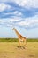 Giraffe walking in the grassland