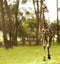 Giraffe walking on the green grass field