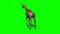 Giraffe walking - green screen