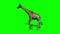 Giraffe walking - green screen